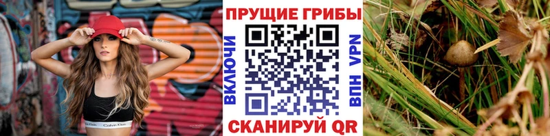Псилоцибиновые грибы Cubensis  Велиж 